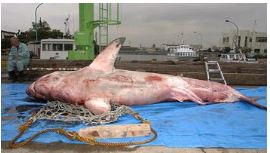 川崎に打ち上げられたホオジロザメの写真