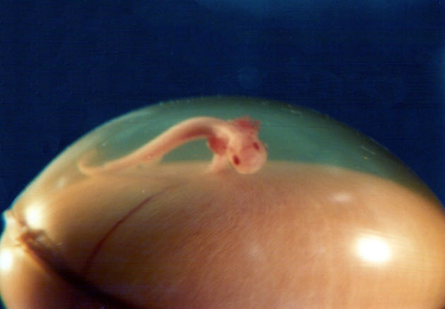 東海大学海洋科学博物館で観察されたラブカの卵殻内胎仔